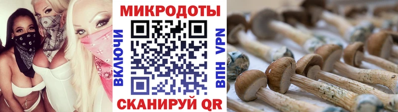Псилоцибиновые грибы Psilocybine cubensis  Рыбинск 
